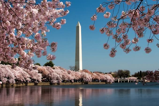 El Monumento a Washington entre los cerezos en flor